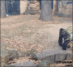 poop gorilla toss gif on gifer by bloodrunner small