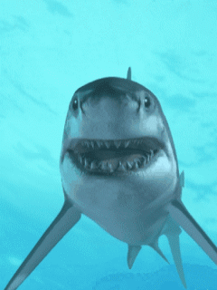 fondos animados de miedo cool animals pinterest shark animal small