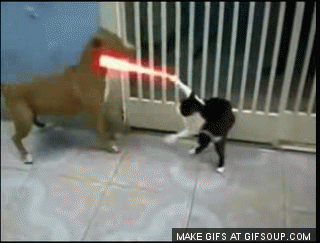 the relationship of cats and dogs told in gifs pinterest gifs small