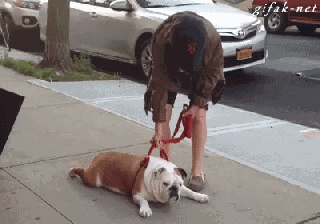 https://cdn.lowgif.com/small/b22048612278220e-funny-or-die-lazy-dog-gif-find-share-on-giphy.gif