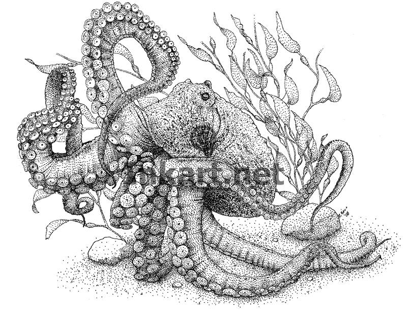 giant pacific octopus line art illustration vintage octopus small