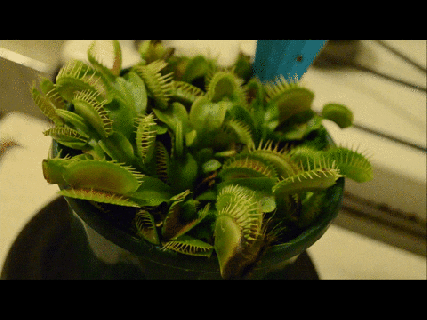 venus fly trap eating gif find share on giphy small