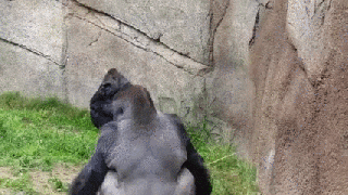 animals being jerks poop gif find share on giphy small