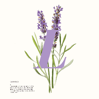 digital illustration charlotte butcher purple floral background small