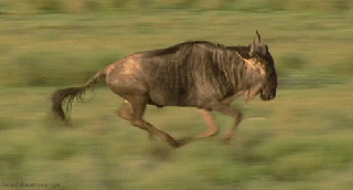 wildebeest running gif hooved animals resources small