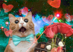 https://cdn.lowgif.com/small/b563c3bc61554090-quick-question-why-is-space-cat-celebrating.gif