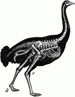 ostrich cliparts free download best ostrich cliparts on clipartmag com small