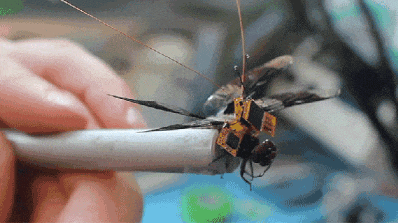 https://cdn.lowgif.com/small/b651c9f4c4c1305d-this-genetically-modified-cyborg-dragonfly-is-the-tiniest-drone.gif
