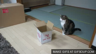 kitty vs the box amazing awesome catlovers cats cute funny small