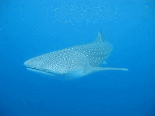 whale sharks on emaze small