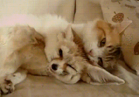 everyone wants to kiss the fennec fox animal gifs small