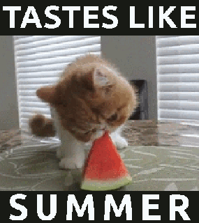 gif funny cat animated gif on gifer by alsalmeena small