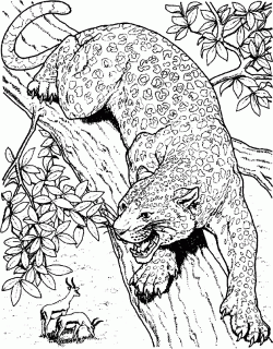 cheetah face drawing at getdrawings com free for personal use small