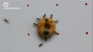 bugs cereal gif by nowthis find share on giphy small