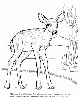 animal drawings coloring pages white tail deer animal small