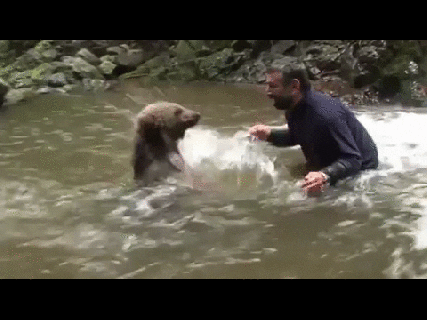 man bear gif find share on giphy small