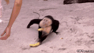 https://cdn.lowgif.com/small/bbe264185a1e86a2-gif-monkey-stealing-banana-viral-viral-videos.gif