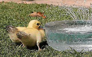 duck tails gifs get the best gif on giphy small