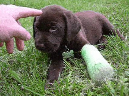 22 dog cast pictures that are painfully adorable small