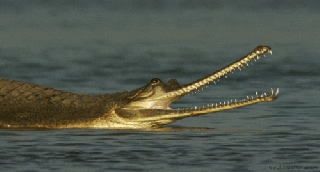 gharial gifs find share on giphy small
