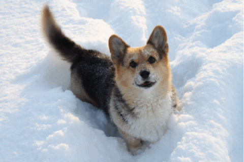 https://cdn.lowgif.com/small/bea3bd691ef8f536-the-happiest-dogs-in-snow-heaven-dogvacay-official-blog.gif