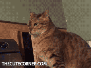 funny cat cat animals gif on gifer by kitilar small