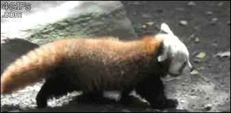 funny animal gifs part 138 10 gifs amazing creatures small