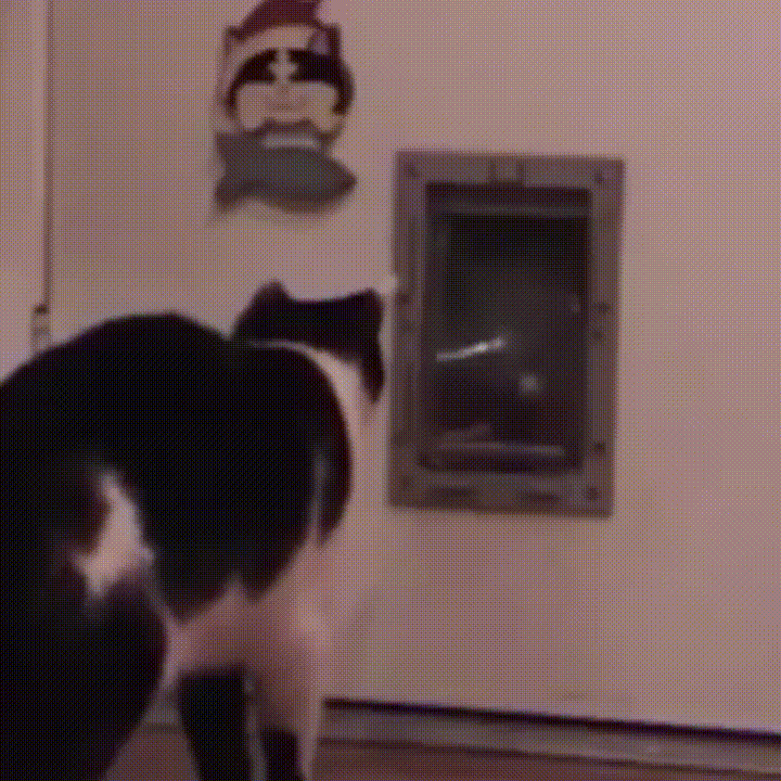 new gif tagged via giphy http ift tt 2b2jfiy catsonweb please small