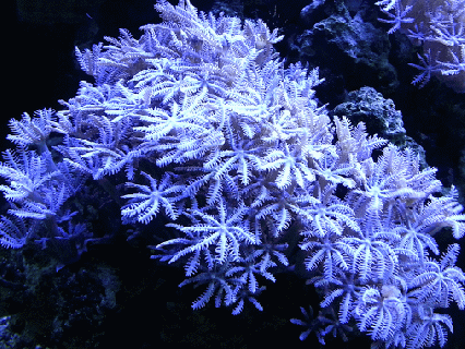 https://cdn.lowgif.com/small/c0c296e01f65e9d4-some-xenia-coral-that-s-growing-in-the-tank-corals-i.gif