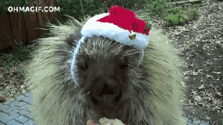 gif eating funny animals animated gif on gifer by wrathdweller small