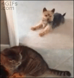 https://cdn.lowgif.com/small/c26d9c5da9911d78-why-your-dog-eats-your-cat-s-food-and-vice-versa-the-dog-people.gif