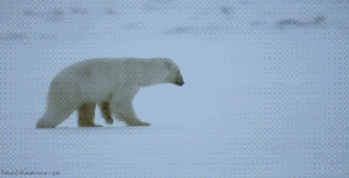 https://cdn.lowgif.com/small/c286e6e13ece75b0-polar-bear-adorable-gif-wifflegif.gif