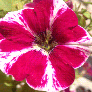 gif for flowers flowers healthy small