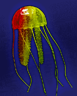 https://cdn.lowgif.com/small/c3da87269fa0af0a-jellyfish-science-bioluminescent-gif-on-gifer-by-chillbreaker.gif