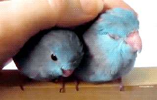 happy bird gif find share on giphy small