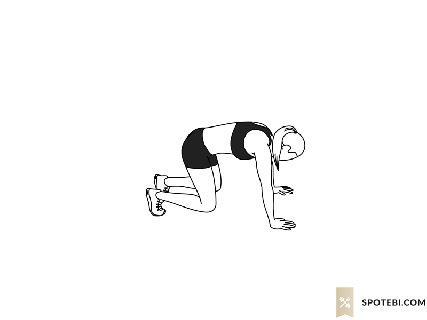 bear squat illustrated exercise guide small