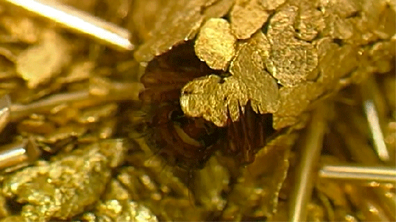 https://cdn.lowgif.com/small/c52d919a3455f674-artist-hubert-duprat-collaborates-with-caddisfly-larvae-as-they.gif