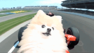 dog raceing gifs find share on giphy small