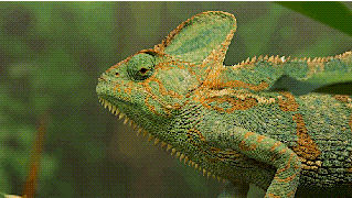 https://cdn.lowgif.com/small/c5774d1f9a307504-chameleons-change-color-to-stand-out-not-blend-in-twistedsifter.gif