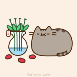 https://cdn.lowgif.com/small/c6cee80e18d1592b-pusheen-illustrator-pusheen-pinterest-pusheen-pusheen-cat-and-cat.gif