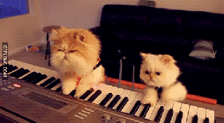 https://cdn.lowgif.com/small/c6ec040fc8ba0893-cat-playing-piano-gifs-find-share-on-giphy.gif