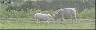 https://cdn.lowgif.com/small/c7a256b1bb31411a-cow-sheep-gif-find-share-on-giphy.gif