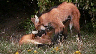 maned wolf tumblr small