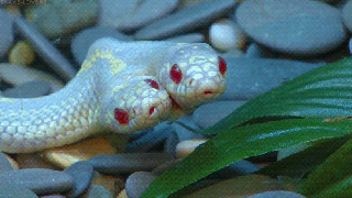 https://cdn.lowgif.com/small/cbdc7762c398f21d-two-headed-snakes-facts-gifographic-for-kids-mocomi.gif