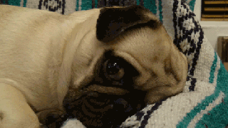 homerjaypug gifs find share on giphy small