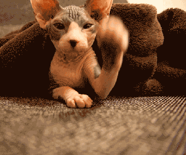hairless cat gifs on giphy small