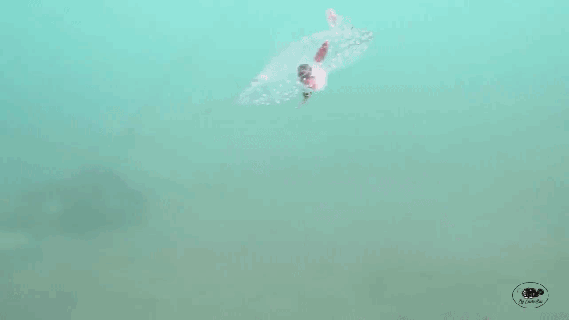 https://cdn.lowgif.com/small/cccfa51d2d4a0661-stunning-footage-of-a-mysterious-translucent-sea-creature-gliding.gif