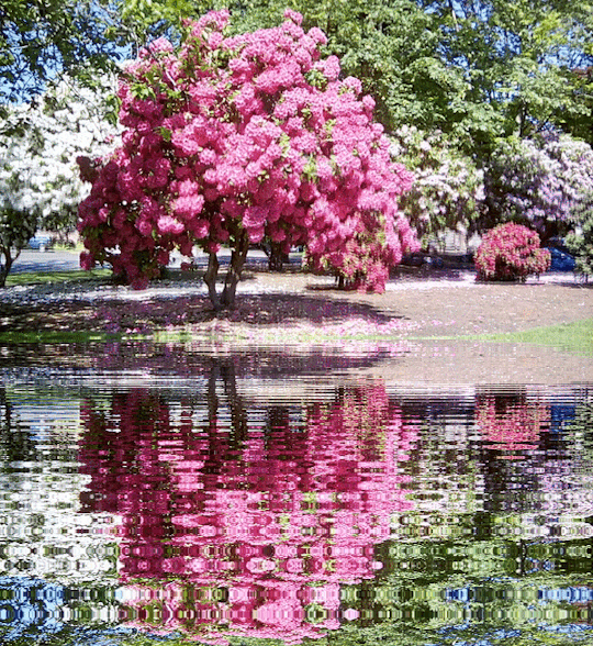 https://cdn.lowgif.com/small/cd16dbcc38266cc6-relaxing-rhododendron-reflections-gif-by-septembersunshine.gif