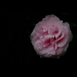 freetoedit flower pink pulse 240765798003202 by chcherylyl purple floral background