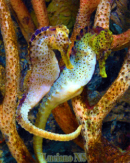 hippocampus hippokampus aquarium zoo wildlife ocean caribe small